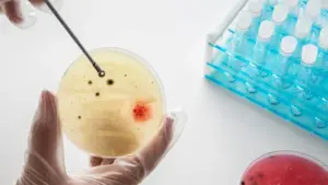 bakterie — PL news