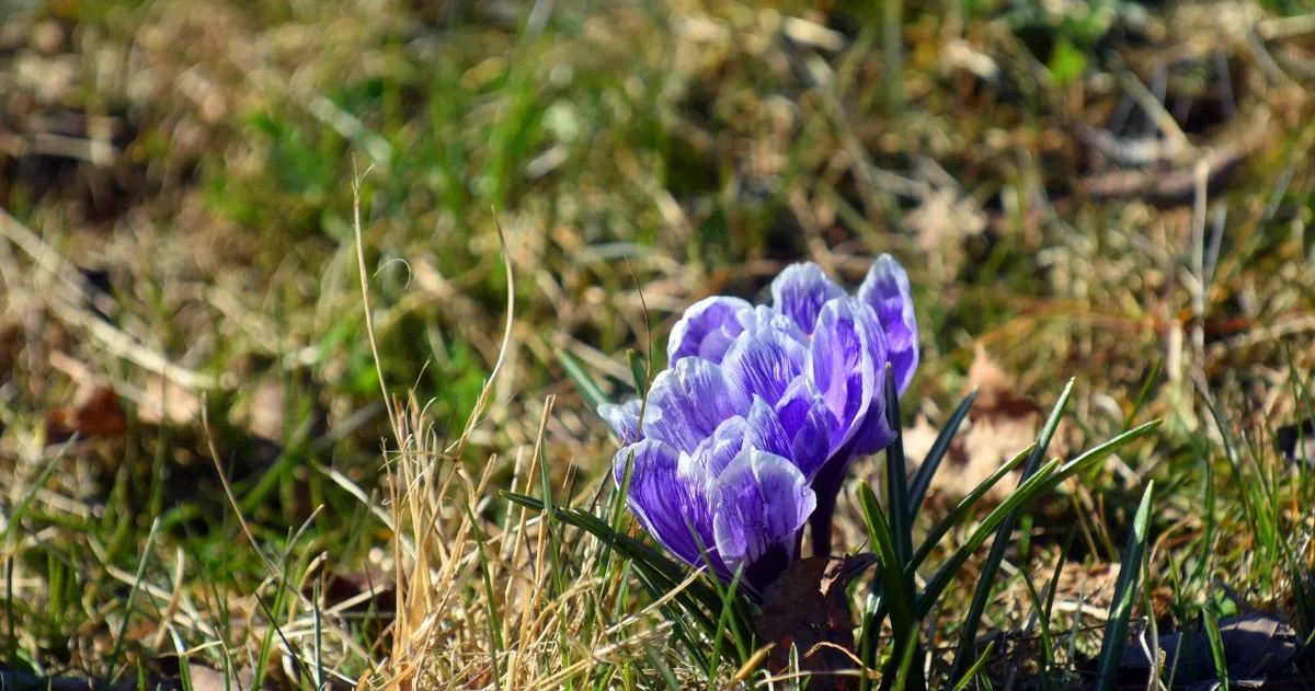 pierwszy dzień wiosny — PL news