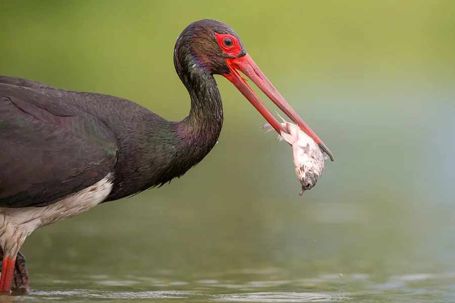 pogoda tarnów — PL news