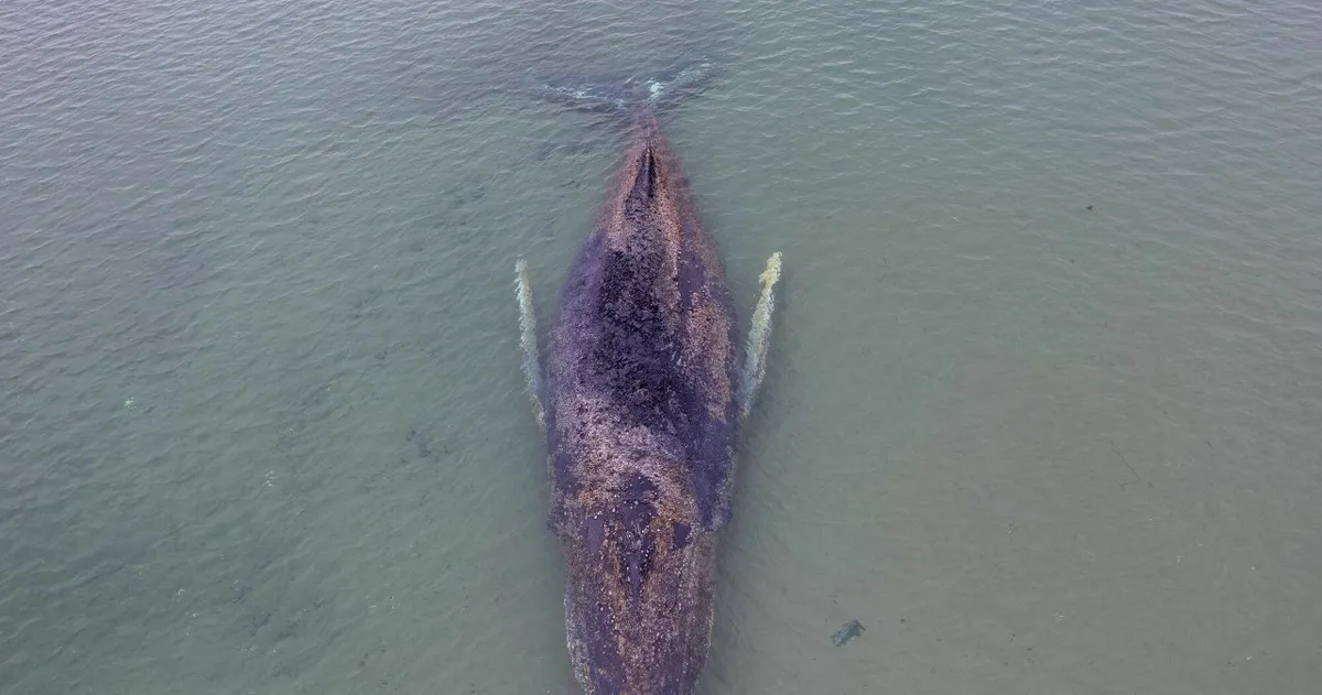 humbak na bałtyku — PL news