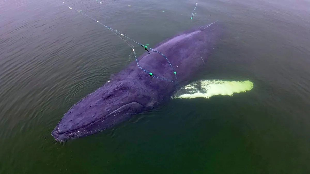 humbak timmy — PL news