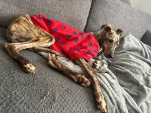 lurcher — PL news