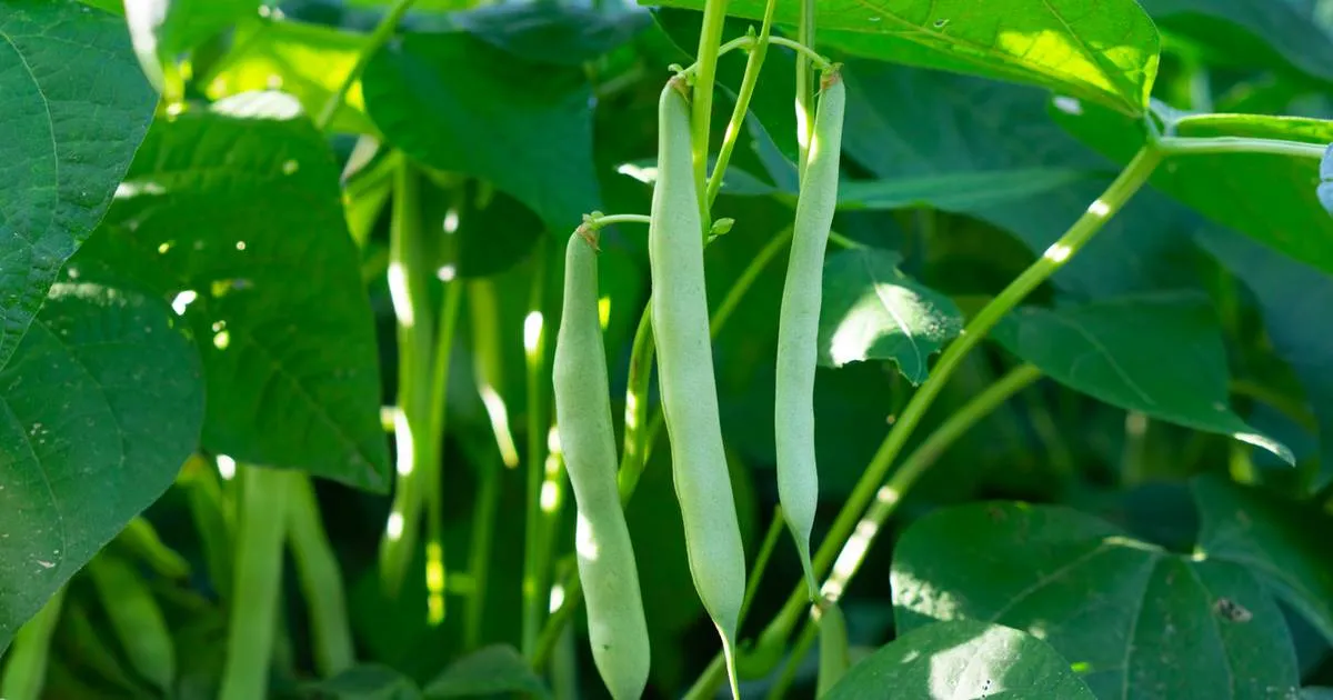 roślina — PL news