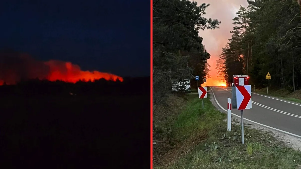 puszcza solska — PL news